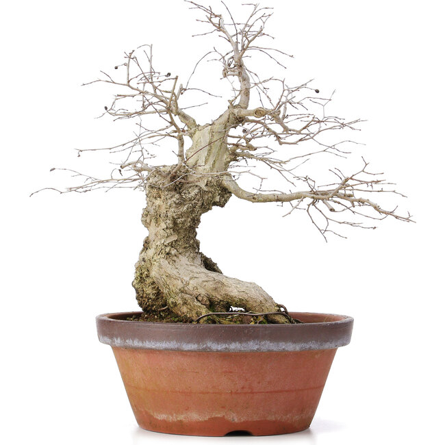 Carpinus coreana, 36,5 cm, ± 30 años