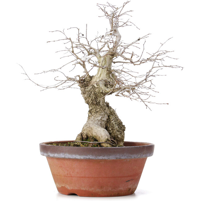 Carpinus coreana, 36,5 cm, ± 30 años