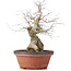 Carpinus coreana, 36,5 cm, ± 30 anni