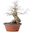 Carpinus coreana, 36,5 cm, ± 30 Jahre alt