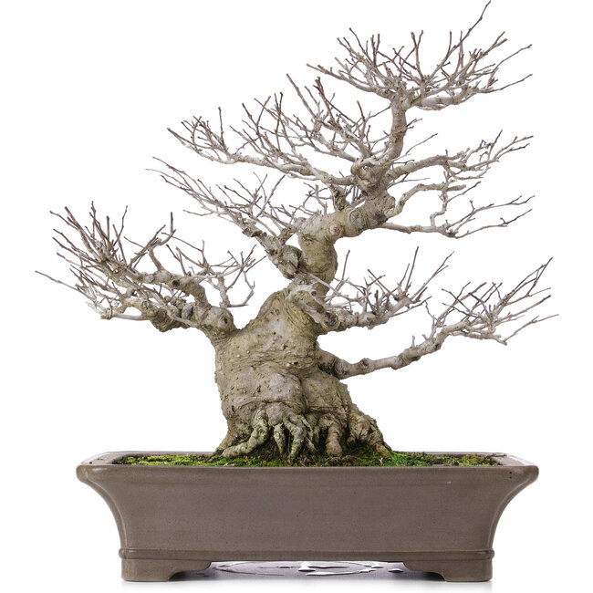 Ilex serrata, 43 cm, ± 40 jaar oud, in handgemaakte Japanase pot