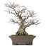 Ilex serrata, 43 cm, ± 40 jaar oud, in handgemaakte Japanase pot