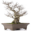 Ilex serrata, 43 cm, ± 40 years old, in a handmade Japanase pot