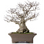 Ilex serrata, 43 cm, ± 40 jaar oud, in handgemaakte Japanase pot