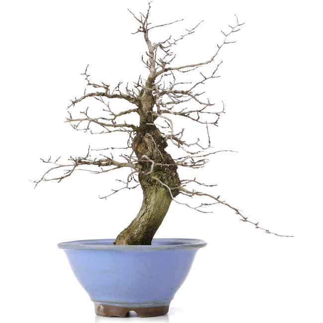 Carpinus coreana, 37,5 cm, ± 15 jaar oud