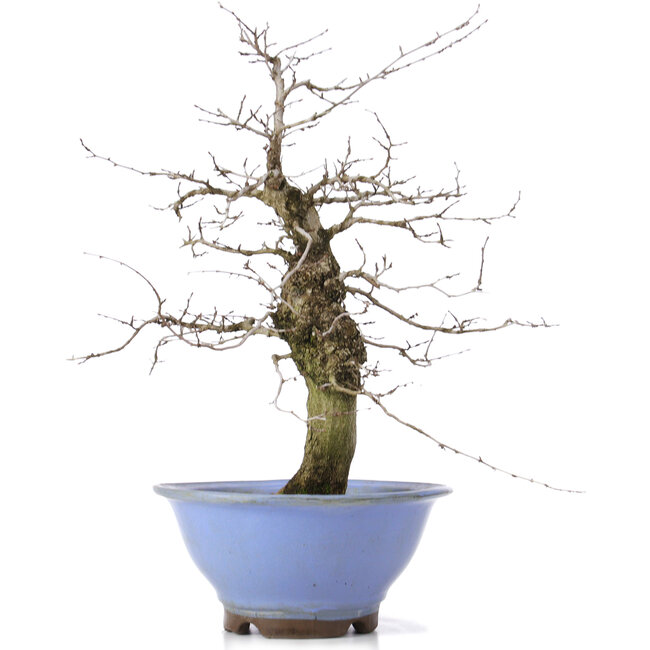 Carpinus coreana, 37,5 cm, ± 15 ans