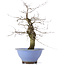 Carpinus coreana, 37,5 cm, ± 15 Jahre alt