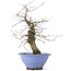 Carpinus coreana, 37,5 cm, ± 15 jaar oud