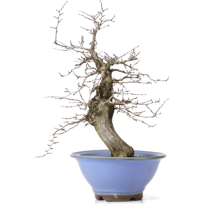 Carpinus coreana, 37,5 cm, ± 15 ans