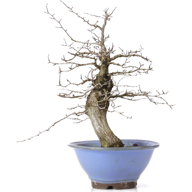 Carpinus coreana, 37,5 cm, ± 15 ans