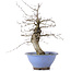 Carpinus coreana, 37,5 cm, ± 15 jaar oud