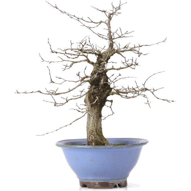 Carpinus coreana, 37,5 cm, ± 15 ans