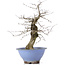 Carpinus coreana, 37,5 cm, ± 15 Jahre alt