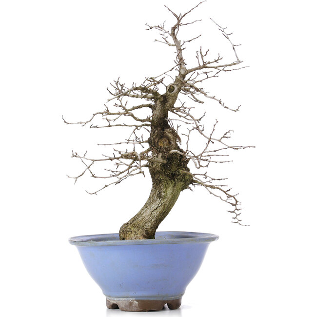 Carpinus coreana, 37,5 cm, ± 15 jaar oud