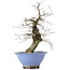 Carpinus coreana, 37,5 cm, ± 15 Jahre alt