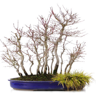 Acer palmatum, 44 cm, ± 15 jaar oud