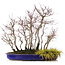 Acer palmatum, 44 cm, ± 15 jaar oud, met een acorus