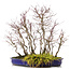 Acer palmatum, 44 cm, ± 15 anni, con un acoro