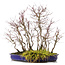 Acer palmatum, 44 cm, ± 15 jaar oud, met een acorus