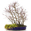 Acer palmatum, 44 cm, ± 15 anni, con un acoro