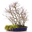 Acer palmatum, 44 cm, ± 15 Jahre alt, mit Acorus