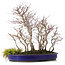 Acer palmatum, 44 cm, ± 15 jaar oud, met een acorus