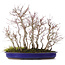 Acer palmatum, 44 cm, ± 15 anni, con un acoro