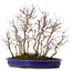 Acer palmatum, 44 cm, ± 15 jaar oud, met een acorus