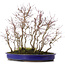 Acer palmatum, 44 cm, ± 15 Jahre alt, mit Acorus