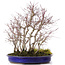 Acer palmatum, 44 cm, ± 15 anni, con un acoro