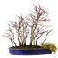 Acer palmatum, 44 cm, ± 15 anni, con un acoro