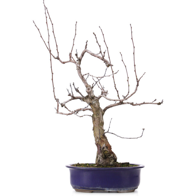 Pseudocydonia sinensis, 59 cm, ± 20 ans