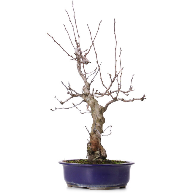 Pseudocydonia sinensis, 59 cm, ± 20 Jahre alt