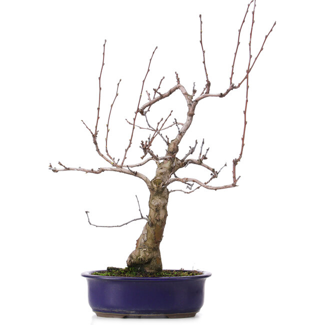 Pseudocydonia sinensis, 59 cm, ± 20 Jahre alt