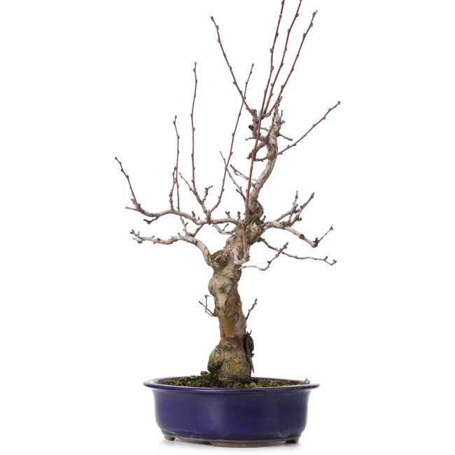 Pseudocydonia sinensis, 59 cm, ± 20 ans