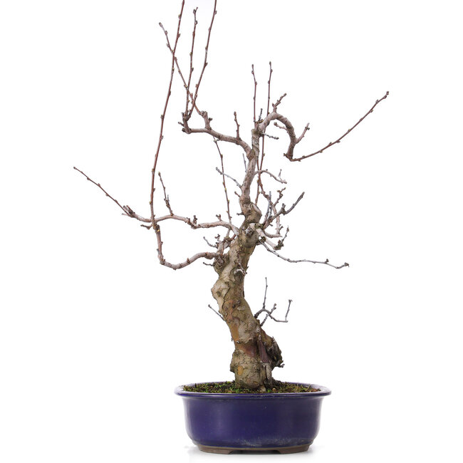 Pseudocydonia sinensis, 59 cm, ± 20 Jahre alt