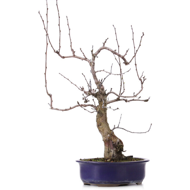 Pseudocydonia sinensis, 59 cm, ± 20 anni