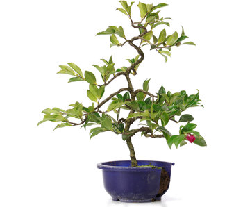 Camellia japonica, 40 cm, ± 8 años