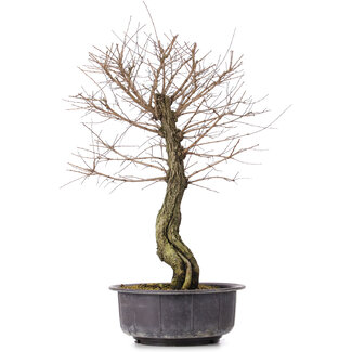 Ulmus parvifolia Nire, 46 cm, ± 10 jaar oud