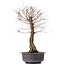 Ulmus parvifolia Nire, 46 cm, ± 10 years old