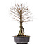 Ulmus parvifolia Nire, 46 cm, ± 10 years old