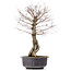 Ulmus parvifolia Nire, 46 cm, ± 10 years old