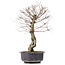 Ulmus parvifolia Nire, 46 cm, ± 10 years old