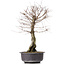 Ulmus parvifolia Nire, 46 cm, ± 10 years old