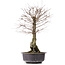 Ulmus parvifolia Nire, 46 cm, ± 10 years old