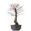 Ulmus parvifolia Nire, 46 cm, ± 10 years old