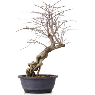 Carpinus coreana, 45 cm, ± 12 jaar oud