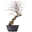 Carpinus coreana, 45 cm, ± 12 jaar oud