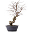 Carpinus coreana, 45 cm, ± 12 anni