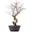 Carpinus coreana, 45 cm, ± 12 Jahre alt